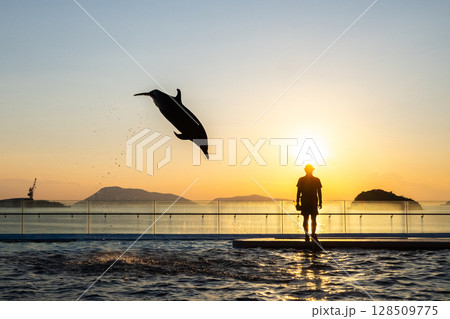 夕暮れのイルカショー 128509775