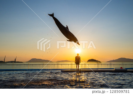 夕暮れのイルカショー 夕暮れのイルカショー 128509781