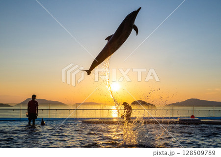 夕暮れのイルカショー 128509789
