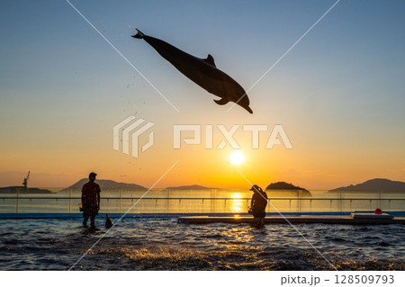 夕暮れのイルカショー 夕暮れのイルカショー 128509793