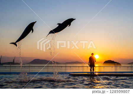 夕暮れのイルカショー 夕暮れのイルカショー 128509807