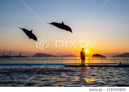 夕暮れのイルカショー 128509808