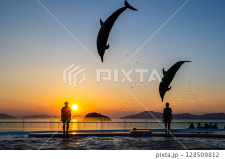 夕暮れのイルカショー 夕暮れのイルカショー 128509812