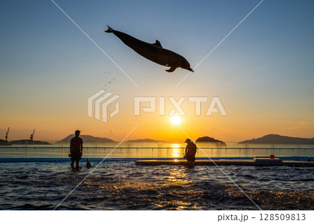 夕暮れのイルカショー 128509813