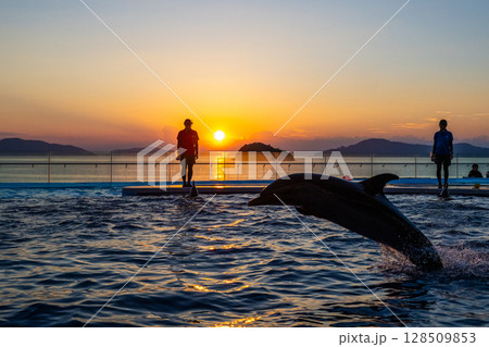 夕暮れのイルカショー 夕暮れのイルカショー 128509853