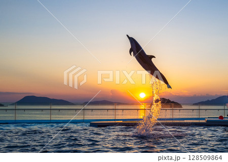 夕暮れのイルカショー 128509864