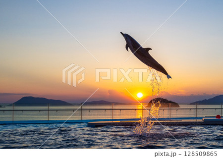 夕暮れのイルカショー 128509865
