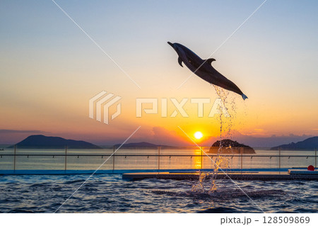 夕暮れのイルカショー 夕暮れのイルカショー 128509869