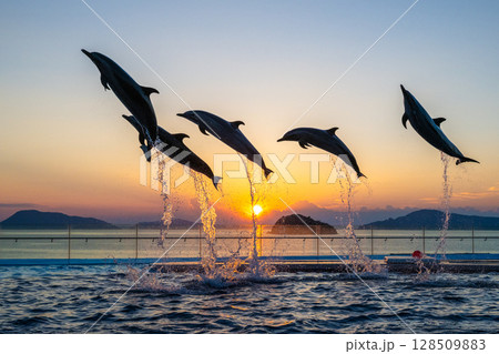 夕暮れのイルカショー 128509883