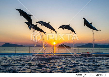 夕暮れのイルカショー 夕暮れのイルカショー 128509884