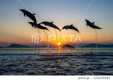 夕暮れのイルカショー 夕暮れのイルカショー 128509885