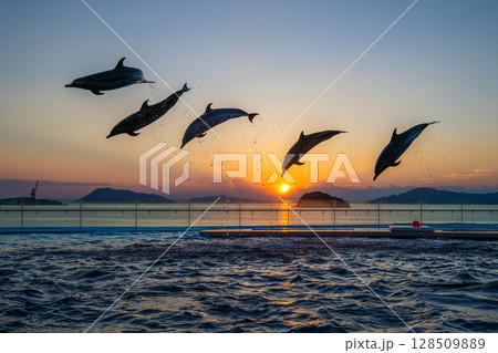 夕暮れのイルカショー 夕暮れのイルカショー 128509889