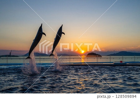 夕暮れのイルカショー 夕暮れのイルカショー 128509894
