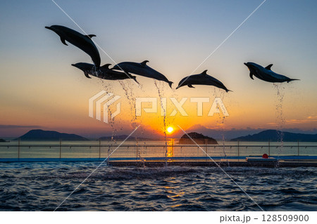 夕暮れのイルカショー 128509900