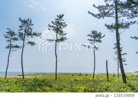 「青森県」大須賀海岸・種差海岸の風景 128510009