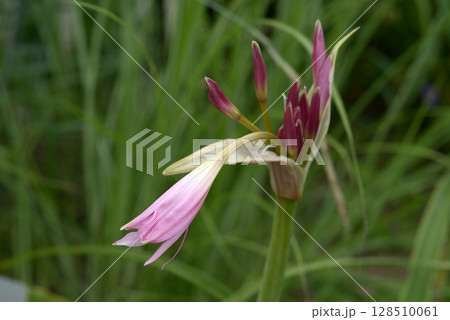 クリナム 128510061