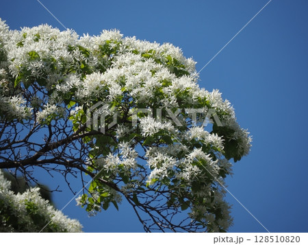 なんじゃもんじゃの木 128510820