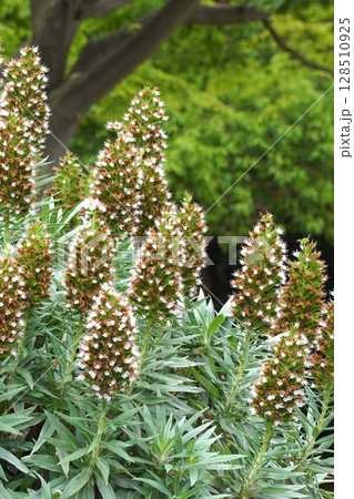 エキウムの花・2025年5月 128510925