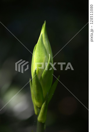 ウバユリの蕾 ウバユリの蕾 128511080