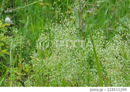 ヒメコバンソウ・ 128511294