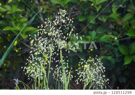 ヒメコバンソウ・ ヒメコバンソウ・ 128511299