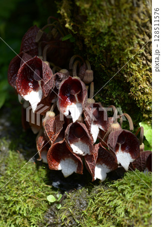 アリストロキア・アルボレア 128511576