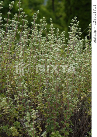 マジョラム・2025年5月 マジョラム・2025年5月 128511711