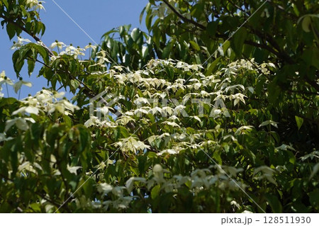 ヤマボウシの白い花・2025年5月 ヤマボウシの白い花・2025年5月 128511930