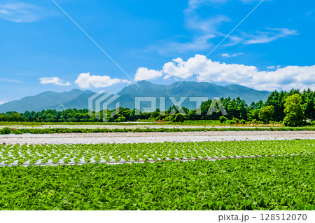 長野 高原の夏景色　レタス畑と八ヶ岳 128512070