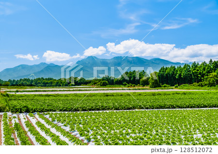 長野 高原の夏景色　レタス畑と八ヶ岳 128512072