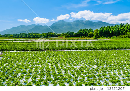 長野 高原の夏景色　レタス畑と八ヶ岳 128512074