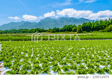 長野 高原の夏景色 レタス畑と八ヶ岳 長野 高原の夏景色 レタス畑と八ヶ岳 128512075