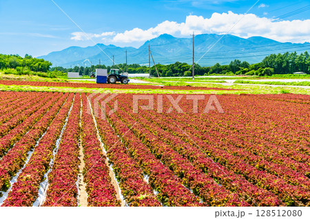 長野 高原の夏景色　レタス畑と八ヶ岳 128512080