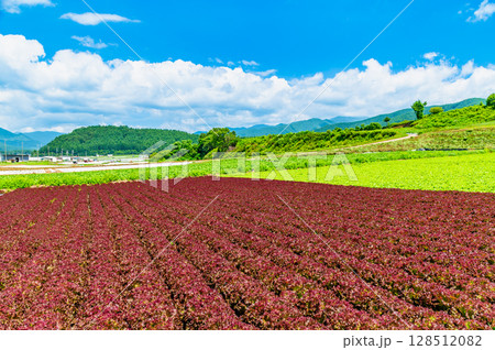 長野 高原の夏景色　レタス畑 128512082