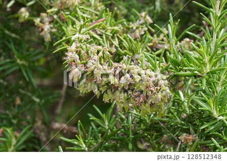 ローズマリーの花後・2025年5月　 128512348