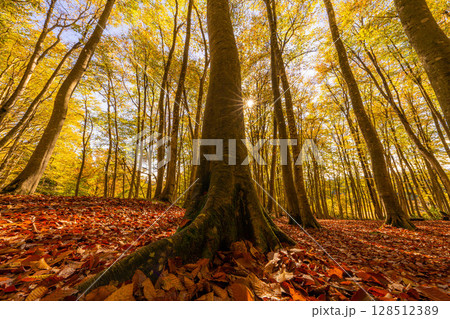 【森林素材】秋の美人林・紅葉したブナの森【新潟県】 128512389
