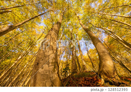 【森林素材】秋の美人林・紅葉したブナの森【新潟県】 【森林素材】秋の美人林・紅葉したブナの森【新潟県】 128512393