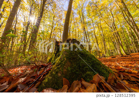 【森林素材】秋の美人林・紅葉したブナの森【新潟県】 【森林素材】秋の美人林・紅葉したブナの森【新潟県】 128512395