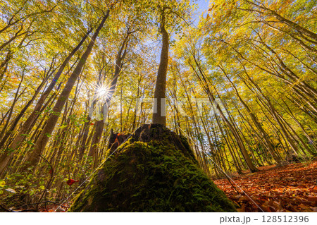 【森林素材】秋の美人林・紅葉したブナの森【新潟県】 【森林素材】秋の美人林・紅葉したブナの森【新潟県】 128512396