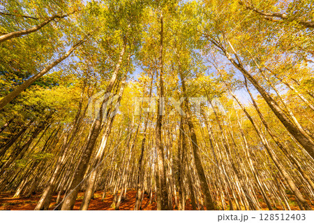 【森林素材】秋の美人林・紅葉したブナの森【新潟県】 【森林素材】秋の美人林・紅葉したブナの森【新潟県】 128512403