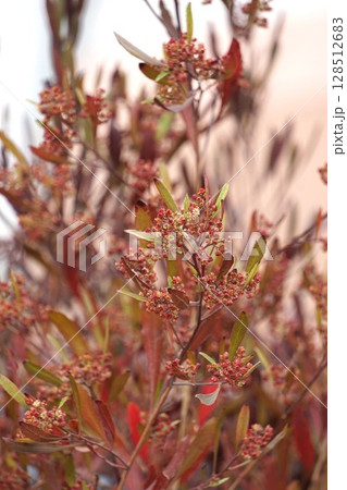 ハウチワノキの花・2025年4月　 128512683