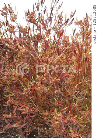 ハウチワノキの花・2025年4月 ハウチワノキの花・2025年4月 128512688