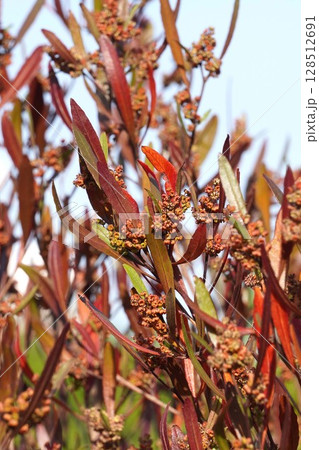 ハウチワノキの花・2025年4月　 128512691