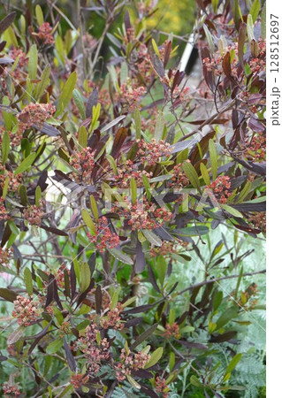 ハウチワノキの花・2025年4月　 128512697