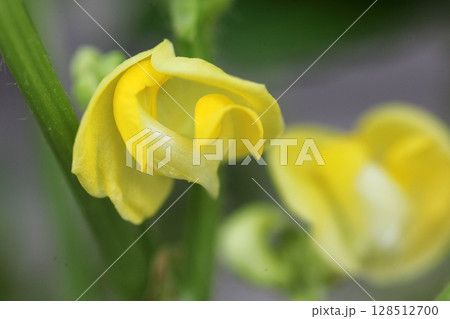 アズキの黄色い花 アズキの黄色い花 128512700