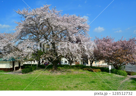 花見客でにぎやかな高麗川の桜堤 128512732