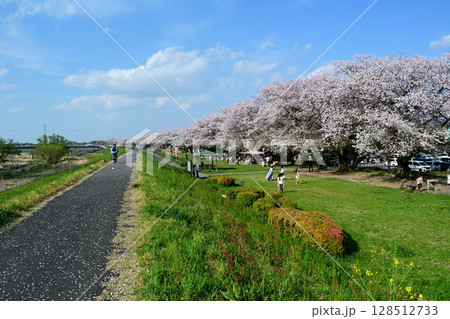 花見客でにぎやかな高麗川の桜堤 花見客でにぎやかな高麗川の桜堤 128512733