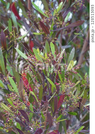 ハウチワノキの花後・2025年4月 128513093