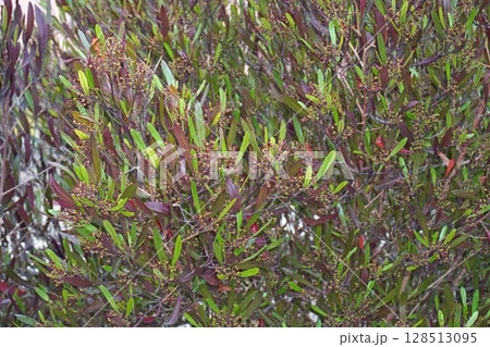 ハウチワノキの花後・2025年4月 128513095