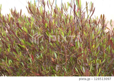 ハウチワノキの花後・2025年4月 ハウチワノキの花後・2025年4月 128513097